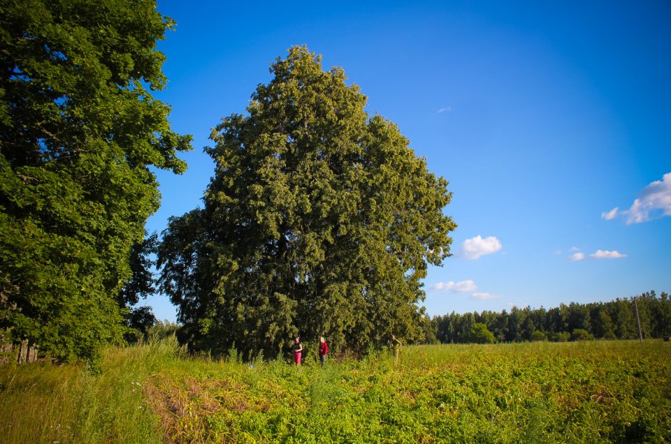 Leiskinu Velna liepa