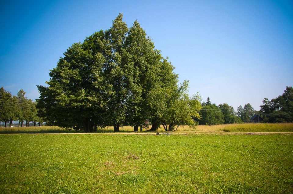 Naugrubu Tinābele un Upurliepa